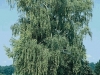 Betula Pendula